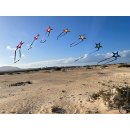 Brasington Southern Stars